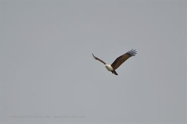 01 River_Sal_Cruise,_Goa_DSC6995_b_H600